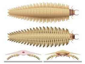 科学家们现在知道地球上爬行过的最大的虫子的头长什么样了